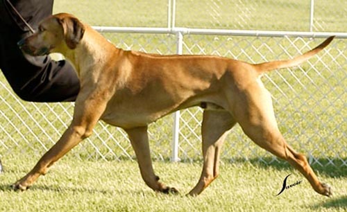 Canadian ridgeback store